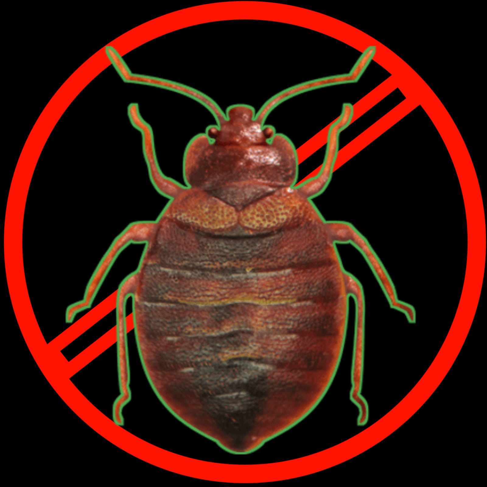 Bed Bugs Treatment